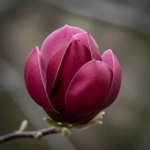 Magnolia ‘Genie’ | Magnolia Púrpura Oscuro