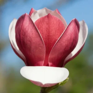 magnolia cameo flor a terciopelada en dos colores nata y fresa