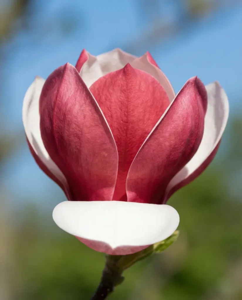 magnolia cameo flor a terciopelada en dos colores nata y fresa