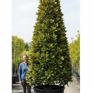 magnolia grandiflora en cono