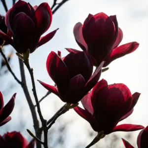 magnolia Genie, su color vino la hace distinguible de otras especies.