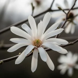 magnolia stellata flor, blanco puro