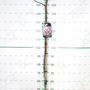 magnolia cameo 10 lts.