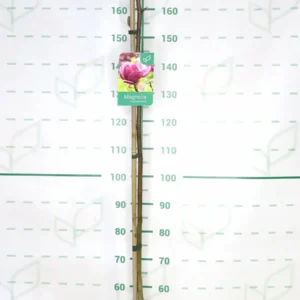 magnolia genie 10 lts.