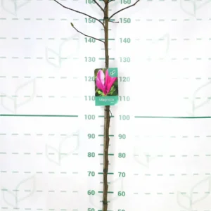 magnolia susan clt. 10