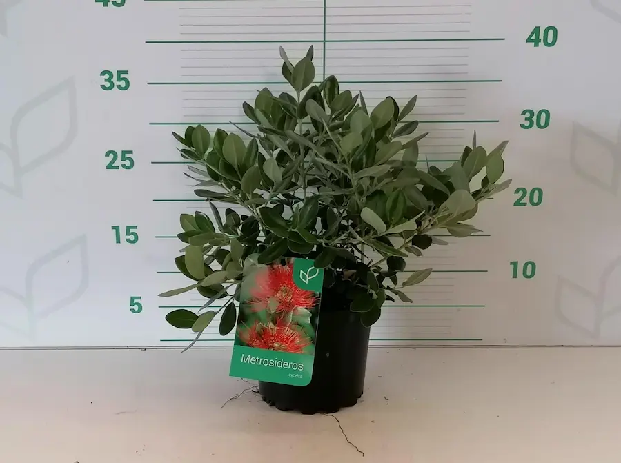 Metrosidero (Metrosideros excelsus) - Imagen 3