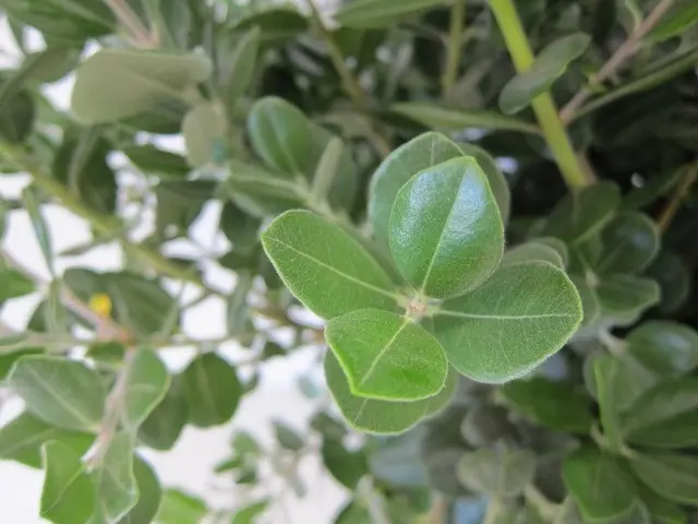 Metrosidero (Metrosideros excelsus) - Imagen 2