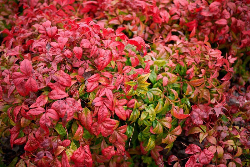 nandina fire power