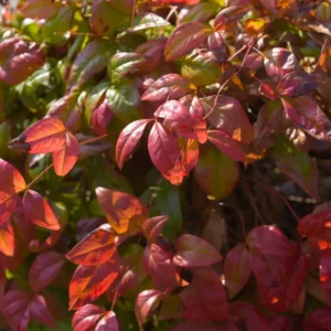 nandina fire power