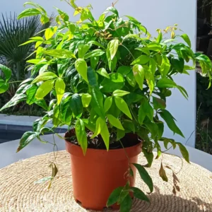 nandina firepower contenedor 10 lts.