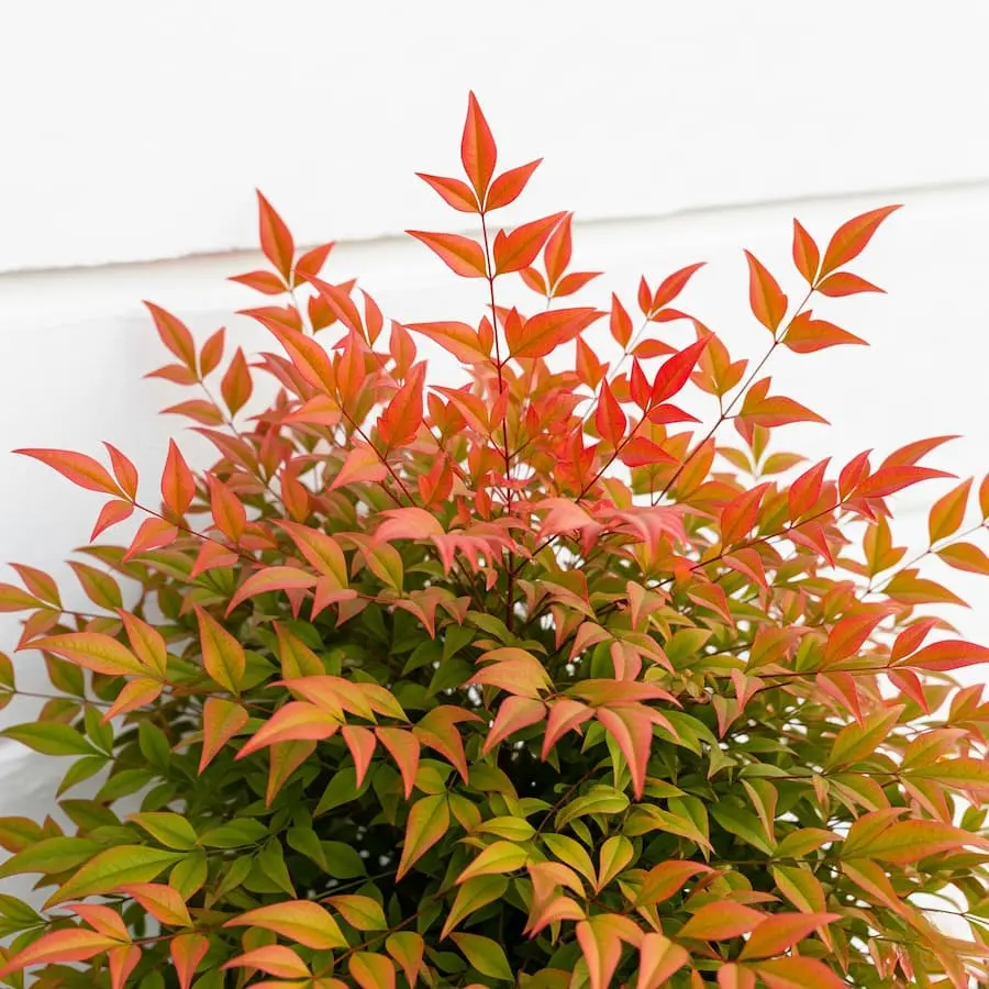 nandina gulf stream