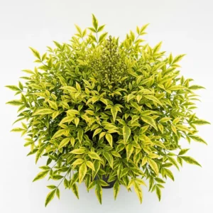 nandina magical lemon
