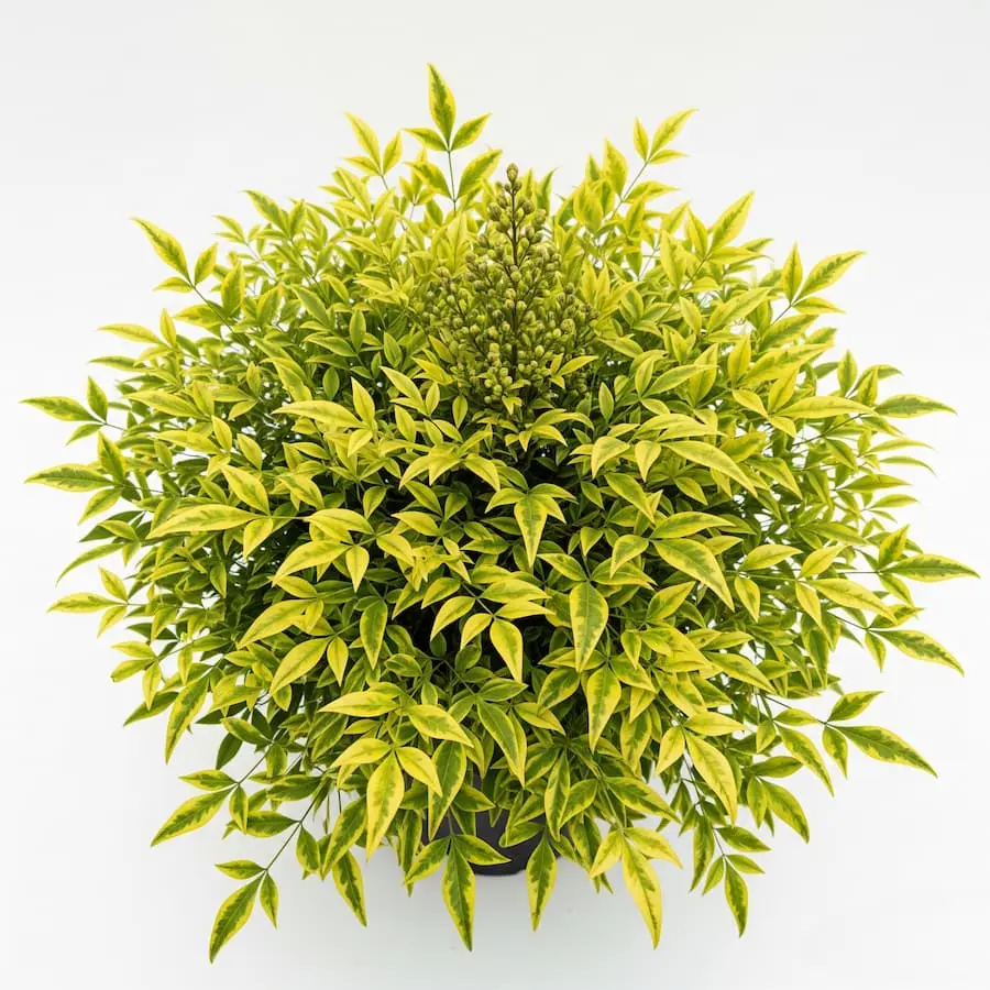 nandina magical lemon