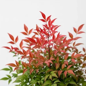 nandina obsessed seika