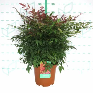 nandina obsessed seika