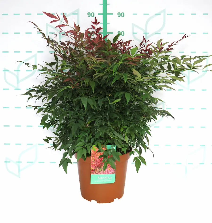 nandina obsessed seika