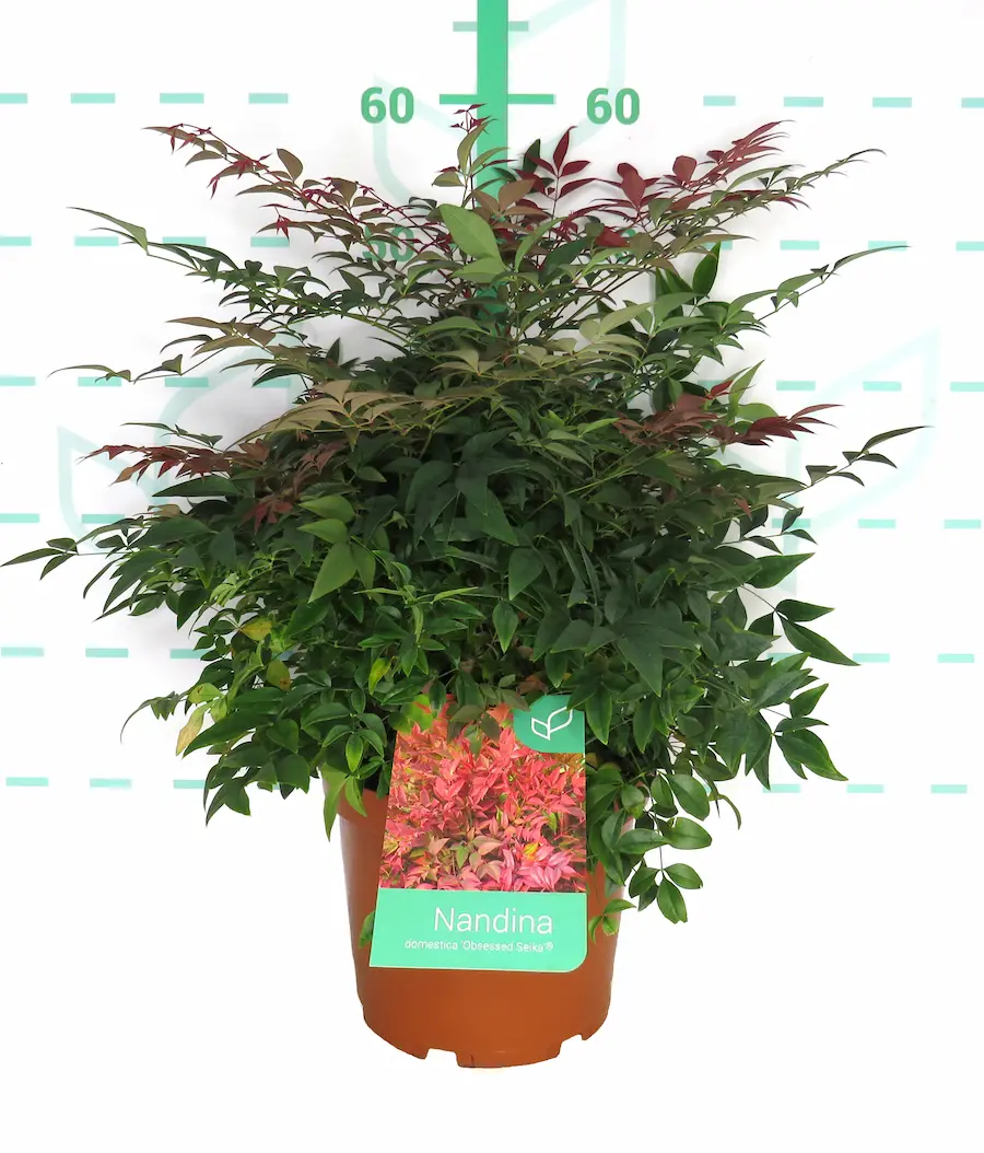 Nandina ‘Obsessed’ (Seika) | Bambú Sagrado Rojo - Imagen 2