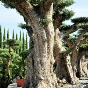 olivo centenario listo para dar un toque elegante y rústico al mismo tiempo