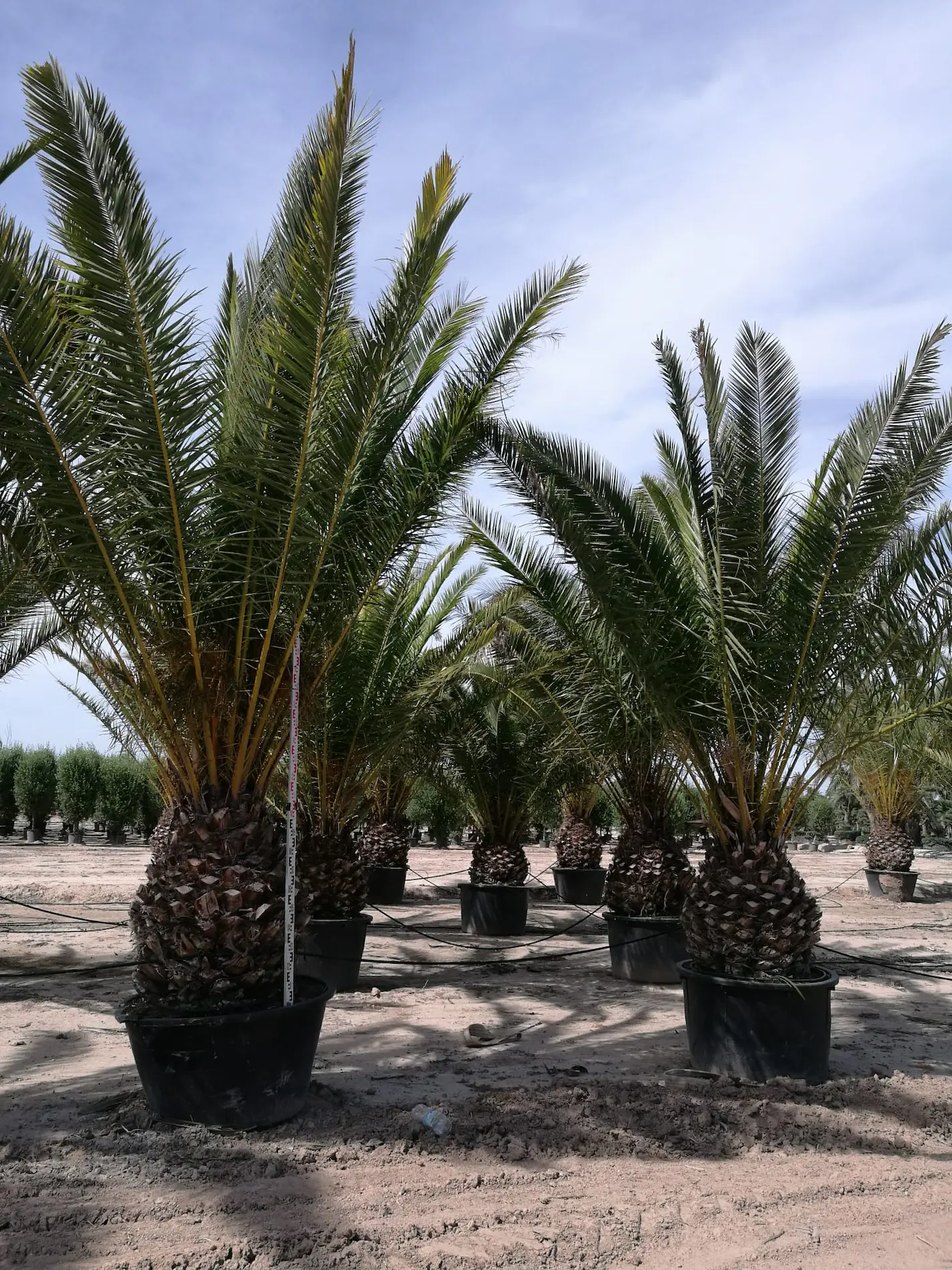 Palmera Canaria (Phoenix canariensis) - Imagen 2