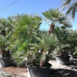 Chamaerops humilis, palmito multitronco