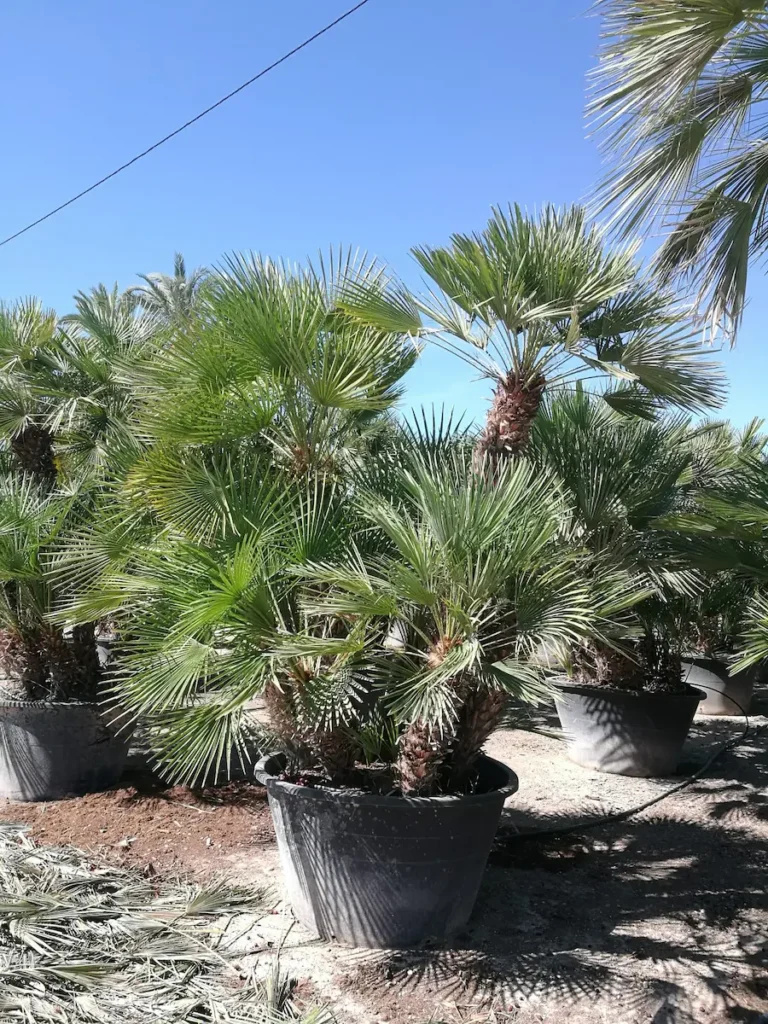 Chamaerops humilis, palmito multitronco