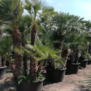 palmito multitronco, chamaerops humilis