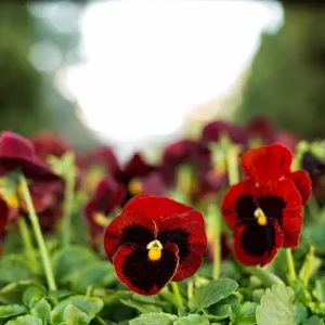 pensamiento en maceta de 11 cm.