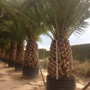 Phoenix canariensis un toque tropical para el jardín