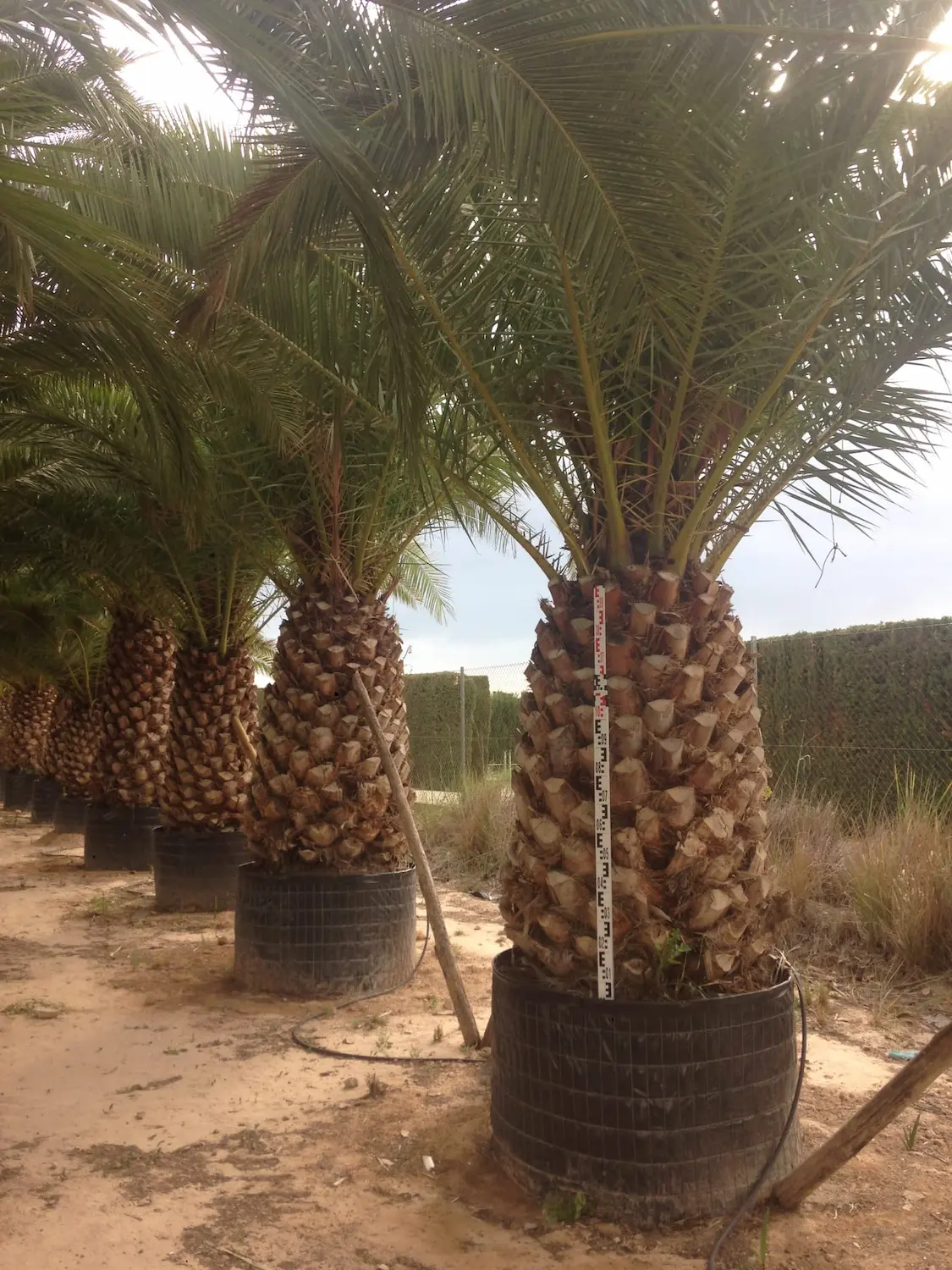 Phoenix canariensis un toque tropical para el jardín