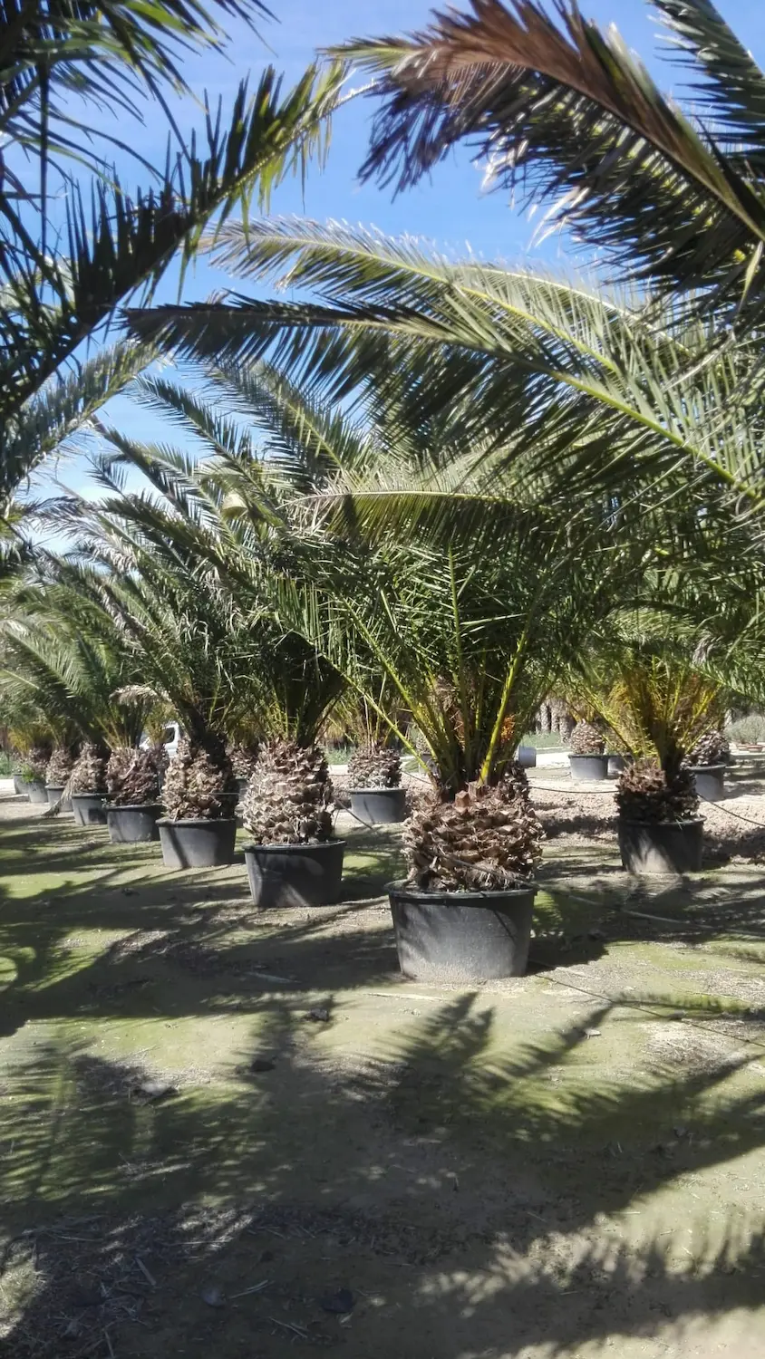 phoenix canariensis en contenedor vivero