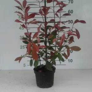 photinia red robin