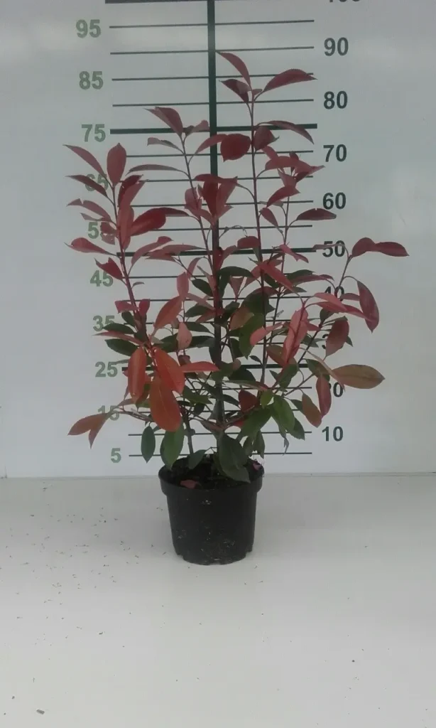 photinia red robin