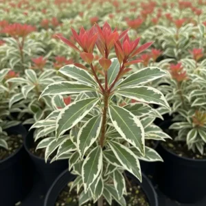 pieris japonica little frosty