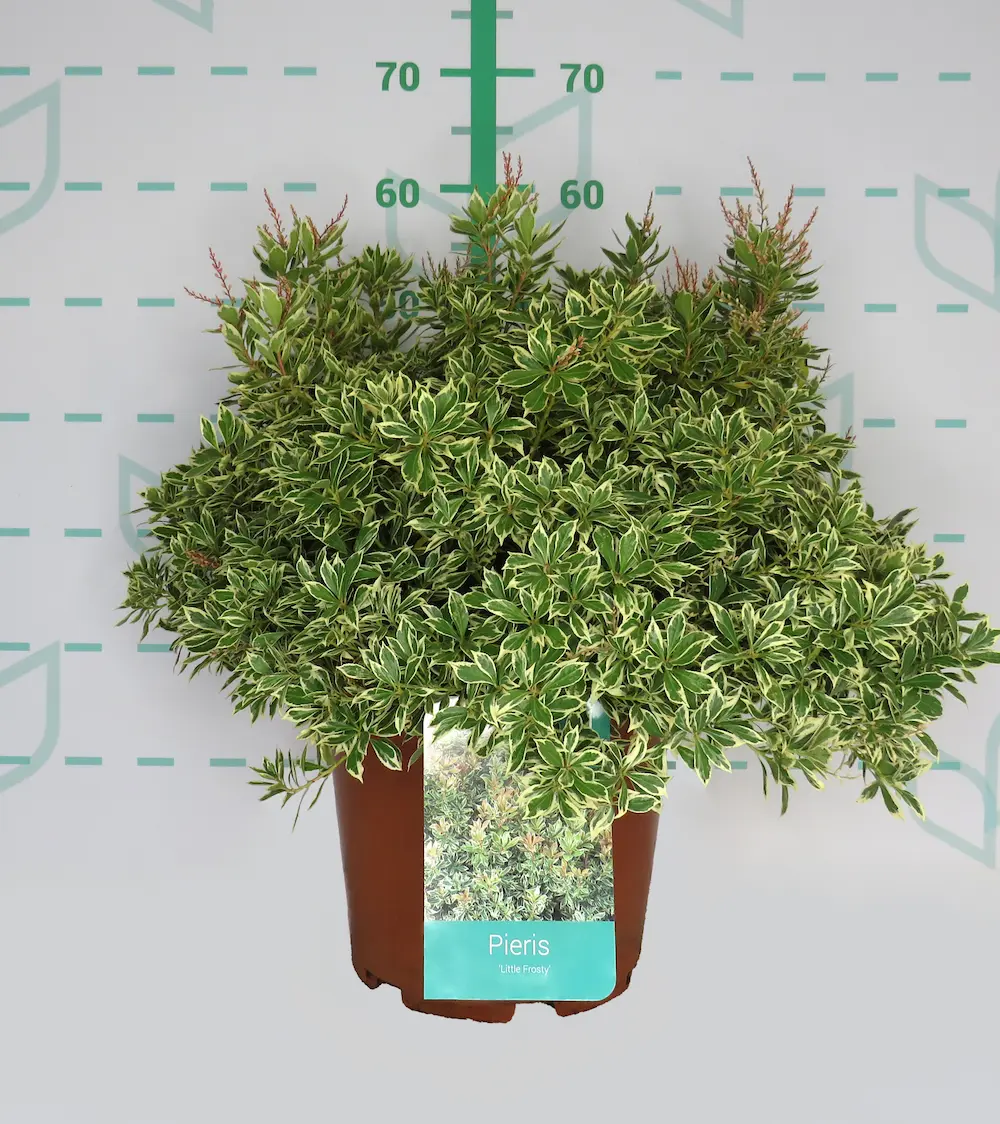 Pieris japonica ‘Little Frosty’ | Arbusto Variegado para Sombra - Imagen 2