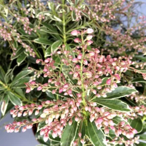 Pieris japonica ‘Polar Passion’ | Arbusto de Flor Roja para Sombra