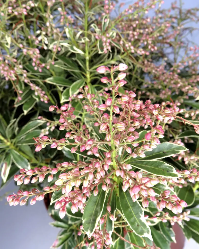 Pieris japonica ‘Polar Passion’ | Arbusto de Flor Roja para Sombra