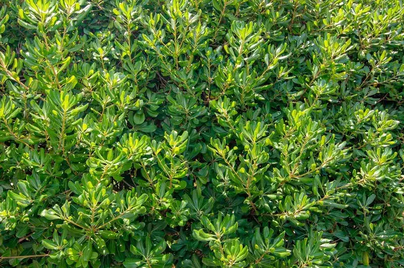 pitosporo-del-japon-pittosporum-tobira-800x800_eMNmj3W (1) pittosporum tobira seto