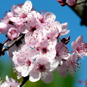 Prunus pisardii flor