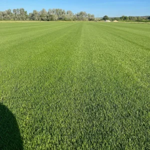 cesped ry blue la combinación perfecta ray grass y poa