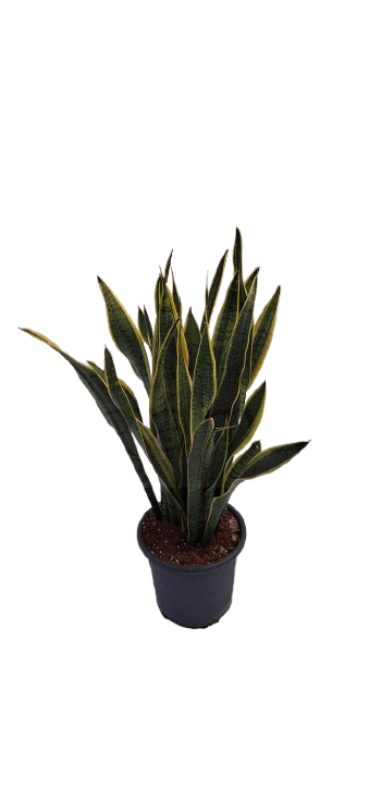 Sansevieria 'Laurentii' (Lengua de Suegra) - Imagen 3