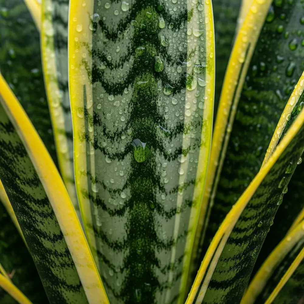 Sansevieria 'Laurentii' (Lengua de Suegra) - Imagen 2