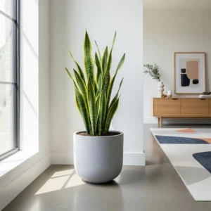 Sansevieria laurentii popular en ambientes de interior por su belleza y resistencia