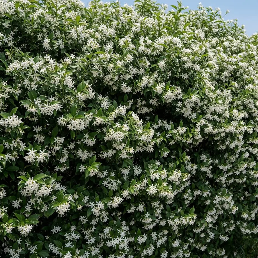 seto de jazmín trachelospermum