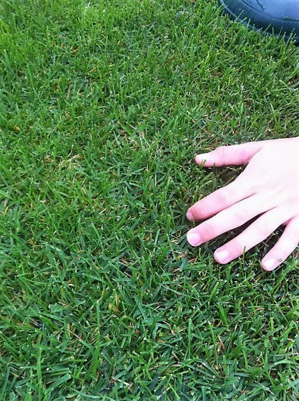 tepe-cesped-natural-verdify-marathon-800x800 césped marathon