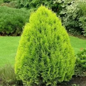 thuja aurea nana