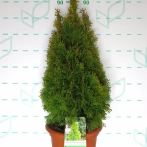 thuja esmeralda golden