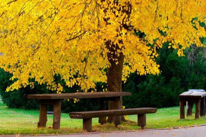 tilo en otoño tilo en otoño