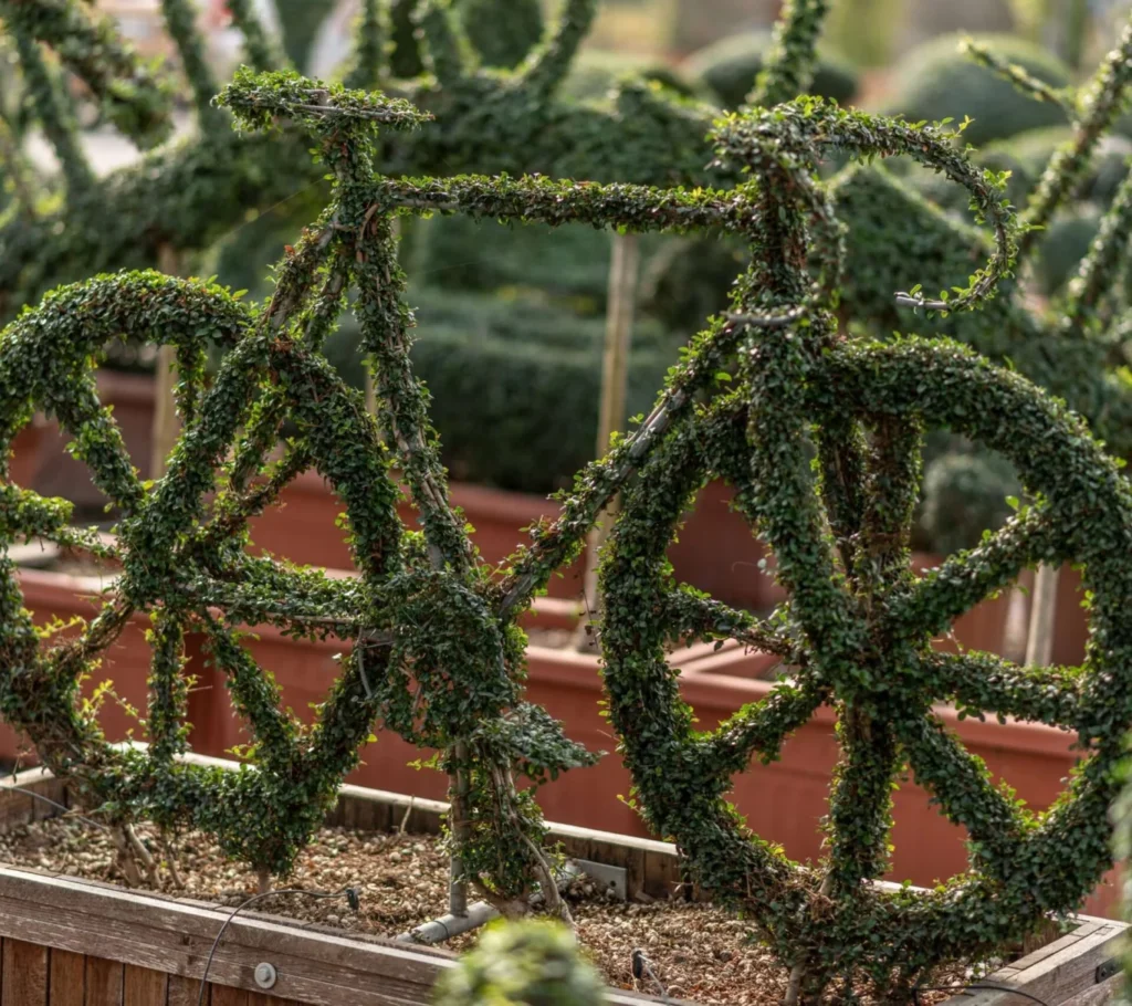 topiaria figura de bicicleta