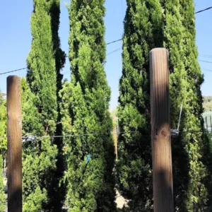cupressus totem 300-350 cm. h