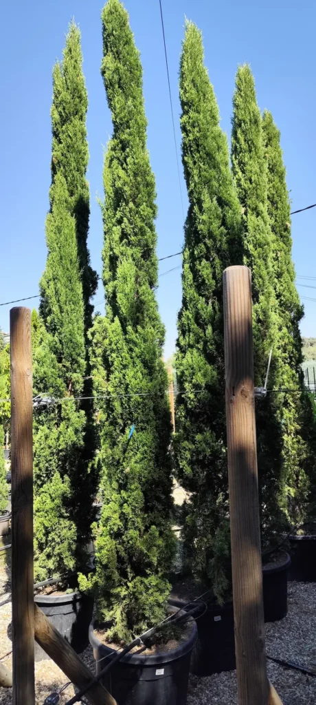 cupressus totem 300-350 cm. h